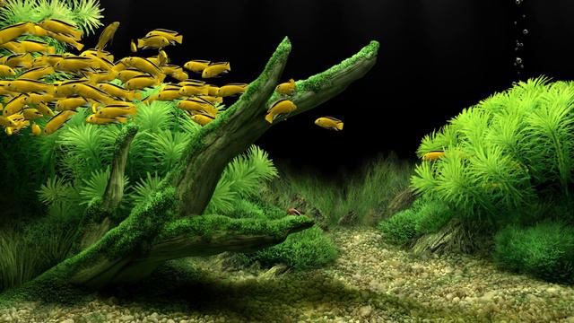 Dream Aquarium - Labidochromis (4K)