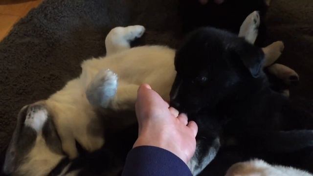 Meeting my Husky Border Collie Mix Puppy смотреть онлайн