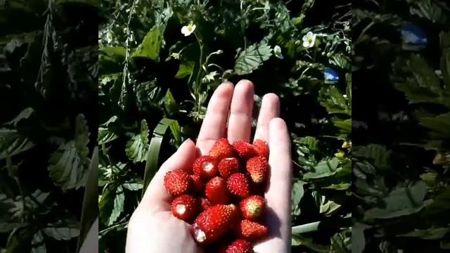 Земляника Руяна, ремонтантная, безусая, выращена из семян г. Омск Ферма "Омская Ягода". смотреть онлайн