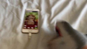 SB Movie: Shark Puppet plays Talking Ben! (Part 2)