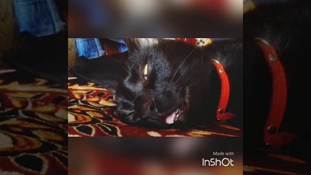 что снится коту? смотреть онлайн