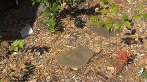 голубика в сибири краткое видео