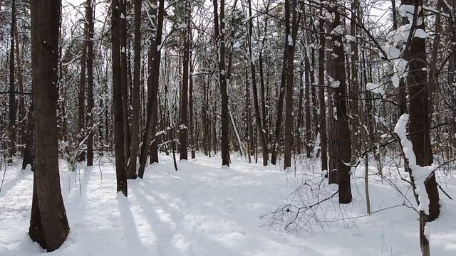 Хирург подобрал парализованную собаку… Все крутили у виска, но от благодарности пса остолбенели... смотреть онлайн