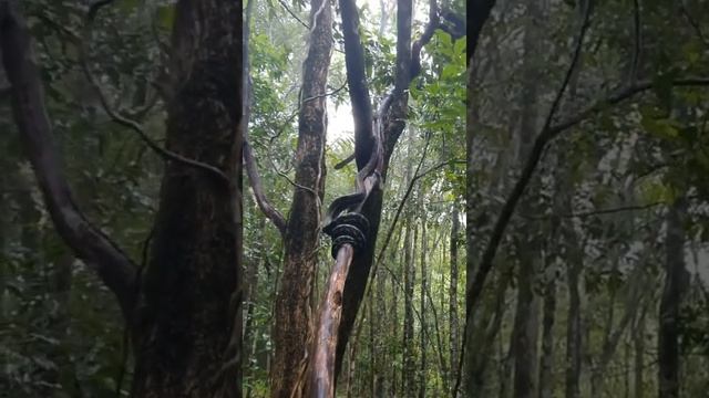Aussie Snake Catcher Removes Carpet Python From Front Door and Releases Babies Into Wild смотреть онлайн