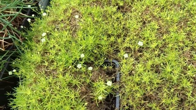 Sagina subulata var. Lime Moss (úrazník šídlovitý) смотреть онлайн
