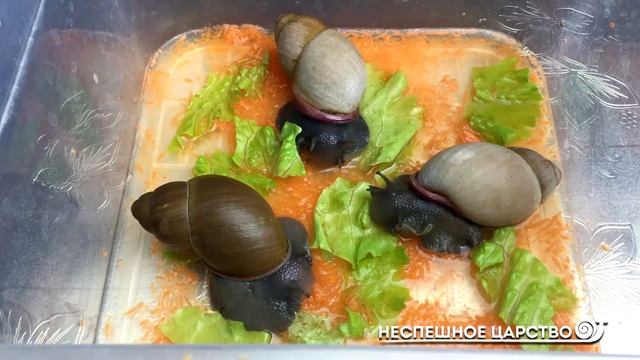 ЧТО ДЕЛАТЬ если улитка мегас ЛИНЯЕТ? смотреть онлайн