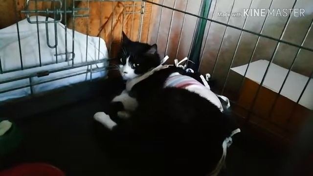 Передержка дикой кошки после стерилизации. Май 2020 смотреть онлайн