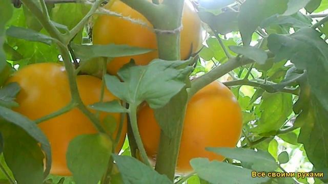 Томаты Сорт Апельсин (Гигант) смотреть онлайн