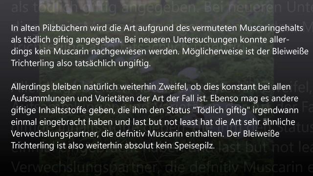 Pilze in der Hauptsaison 2023 - Artenvielfalt trotz anhaltender Trockenheit und Herbsthitze смотреть онлайн