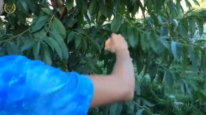 Персики в Подмосковье