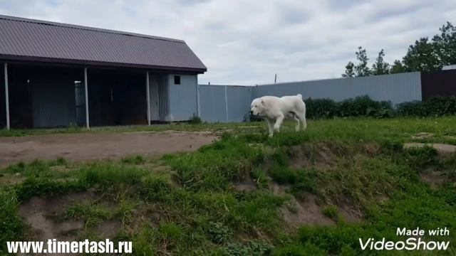 Среднеазиатские овчарки питомника Тимерташ Июнь 2019 Еще больше информации на сайте www.timertash.r смотреть онлайн
