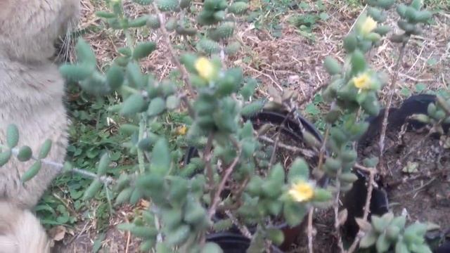 DELOSPERMA ECHINATUM/ Junto a mi gato Kimba!!? смотреть онлайн