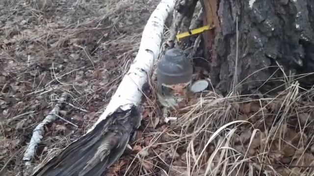 Домашний квас из берёзового сока на ячмене. смотреть онлайн