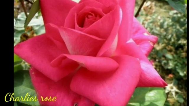 200 - 25 Best Hybrid Tea Rose Varities | Red Intuition | Enchanted Peace | Elegant lady смотреть онлайн