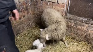 Самое выгодное животное. Кого выгодно разводить? ИЗ ГОРОДА В ДЕРЕВНЮ ?