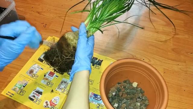 BEUCARNEA (НОЛИНА)ПЕРЕСАДКА СПУСТЯ 2,6 ГОДА смотреть онлайн