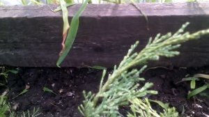 Замечательный способ укоренения туи и можжевельника