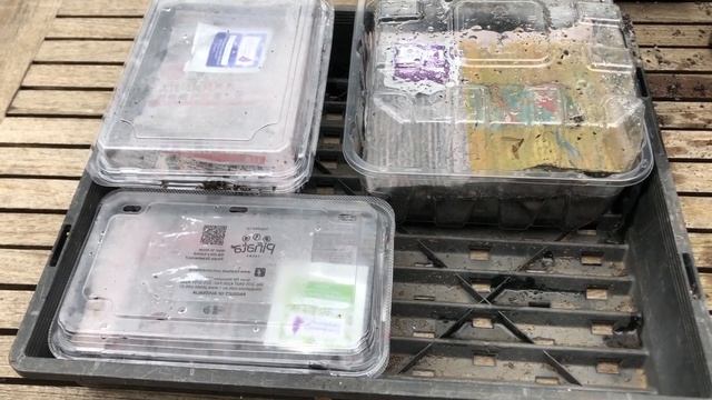 How to Grow Delphinium Flowers From Seed - From Planting Seed to Flowering Delphinium Plant смотреть онлайн