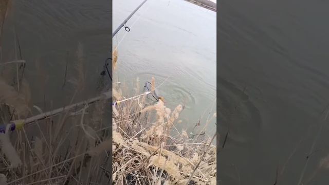 РЫБАЛКА НА АРНАСАЕ 16.02.2024. Рыбалка в Узбекистане. #баликови 2024  #fishing #fishingvideos