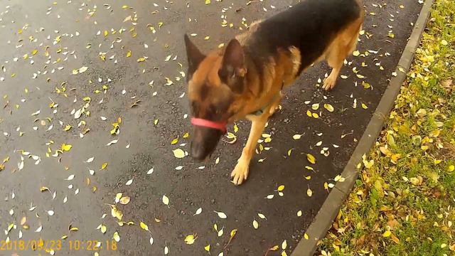 Прогулка 23.09.2018 смотреть онлайн