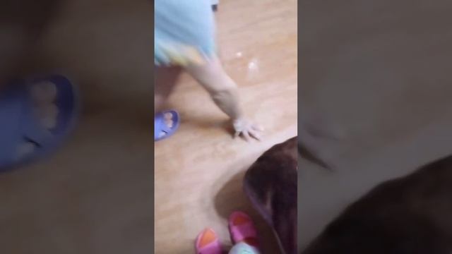 купили робот пылесос! приложение Золушка! успевайте покупать! это хороший робот пылесос!!!! смотреть онлайн
