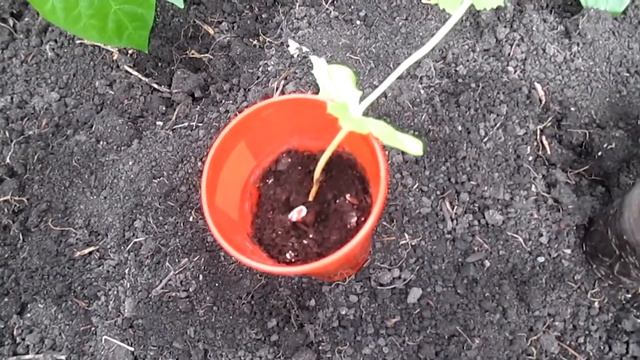 ПОСАДКА ДЫНИ В ГРУНТ и ТЕПЛИЦУ. смотреть онлайн