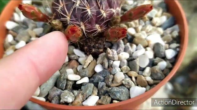 Сулькоребуция новая Расцвела🏵️ Sulcorebutia blooming смотреть онлайн