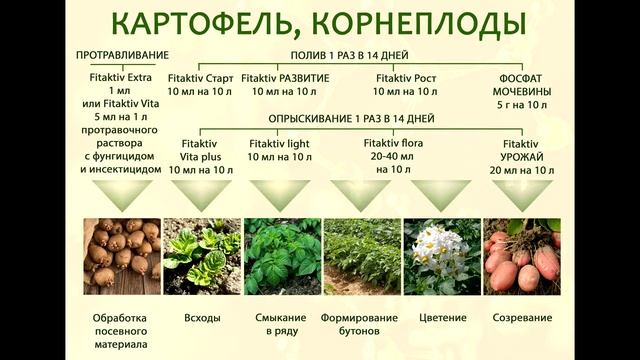 Картофель, корнеплоды Схема применения препаратов FITAKTIV смотреть онлайн