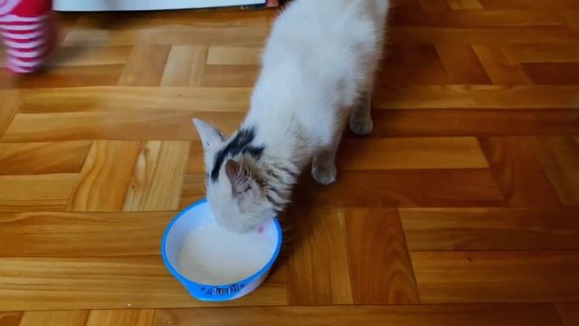 Спасение КОШКИ / НАШЛИ КОТЕНКА на улице и Спасли смотреть онлайн