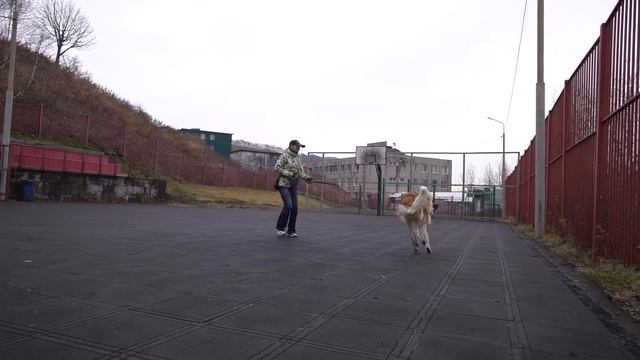 Вулкан. Начало обучения русской борзой смотреть онлайн