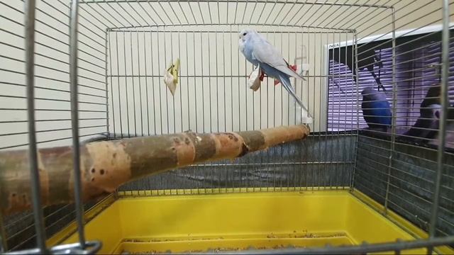 OnLine Ответы на вопросы о попугаях. СТРИМ 17.04.2020 смотреть онлайн