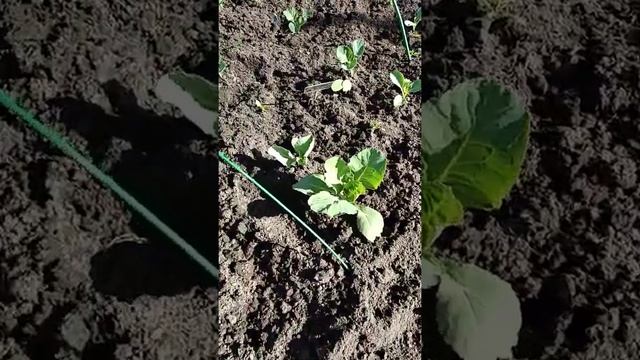 Посадка Капусты в открытый грунт / Удобрения для Капусты смотреть онлайн