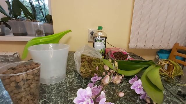 Оборвала листья орхидеи, пересадка Мультифлоры из ужасного грунта в керамзит с живым мхом смотреть онлайн