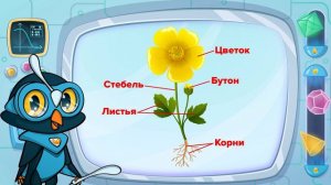 Урок Окружающий мир, тема   Растения  развивающий мультик