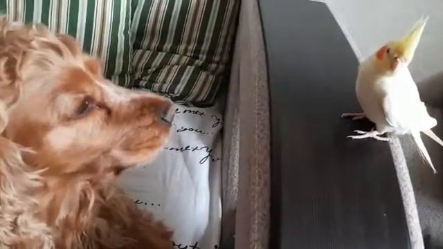 Вот так мы дружим...))) смотреть онлайн