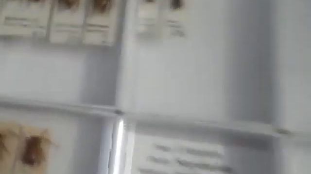 Natural History Museum special: Behind the scenes at the Angela Marmont Centre смотреть онлайн