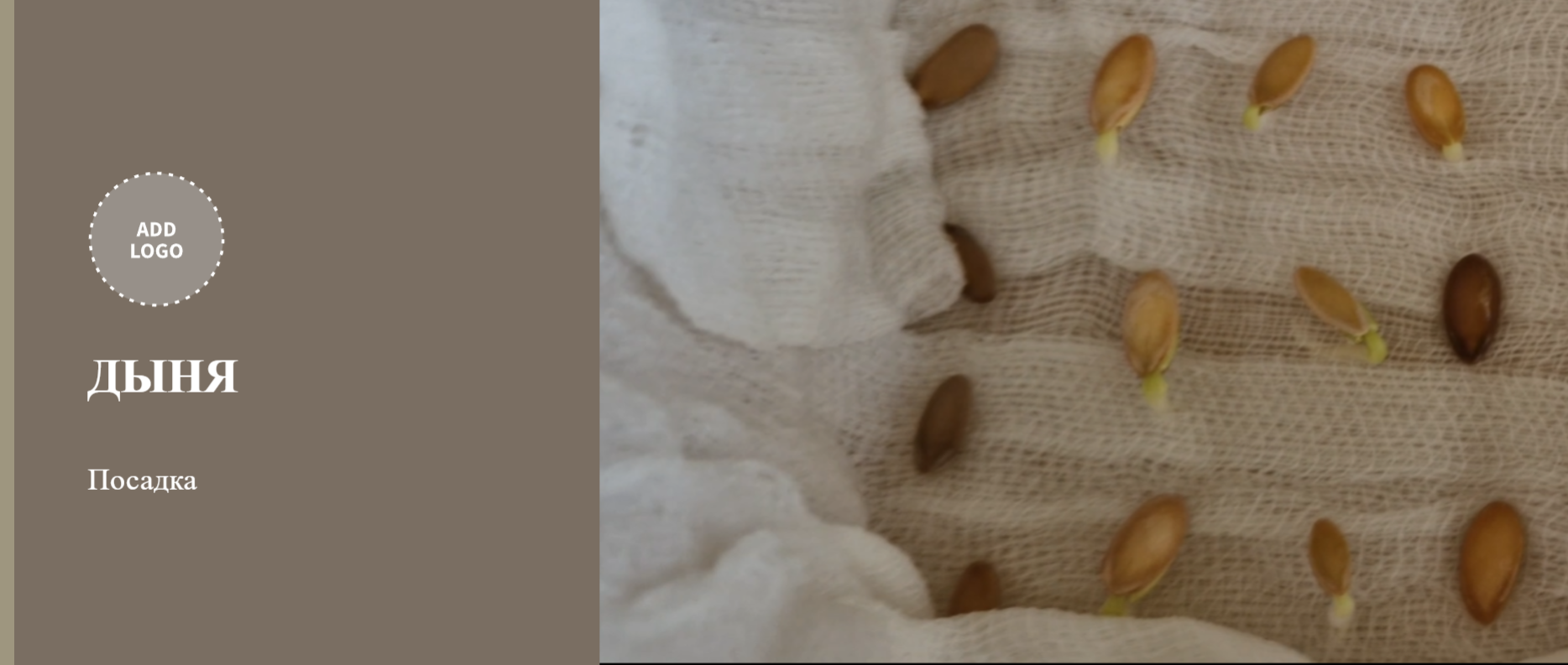 Как сажать семена дыни. Как вырастить рассаду дынь. смотреть онлайн