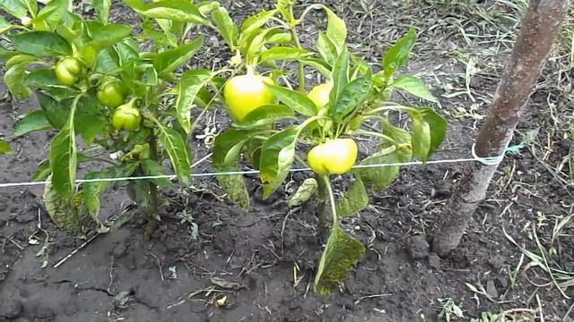 Подвязываю перец быстро и надёжно.ПРИДУМАЛА САМА!!! смотреть онлайн