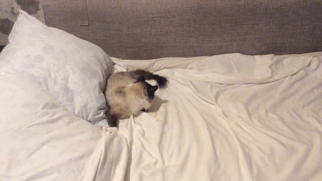 Кот Сёма идёт спать. смотреть онлайн