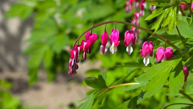 LENA HAPPY ОБЛАЖАЛАСЬ В ТУРЦИИ! СЕЛИМКА В УЖАСЕ! БАБКА ХОЧЕТ ЗАМУЖ!!! #ЛенаХеппи #lenahappy