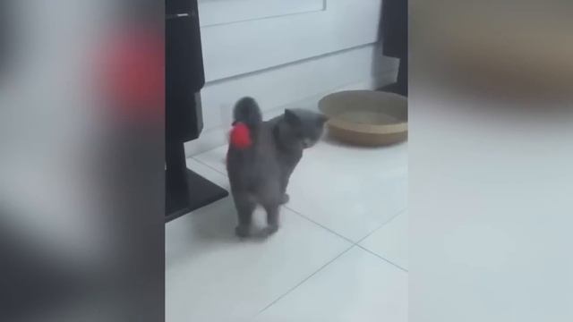 Funniest Animals 2023 ? Funny Cats and Dogs ?? | Funny Animal Videos 2023 смотреть онлайн