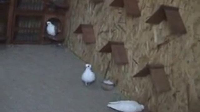 Орловские белые турманы смотреть онлайн