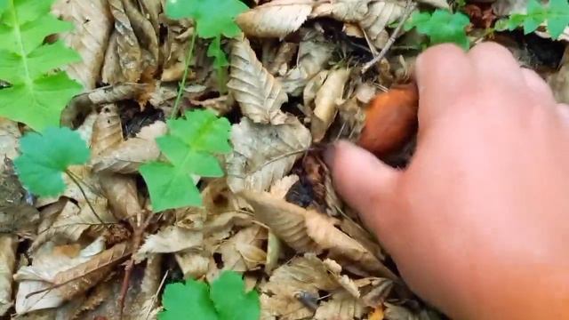 ПЕ-пе-ПЕРШІ!!!маленькі товстенькі але приємні(спогади) смотреть онлайн