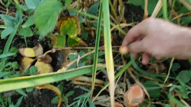 Летняя обработка от вредителей смотреть онлайн