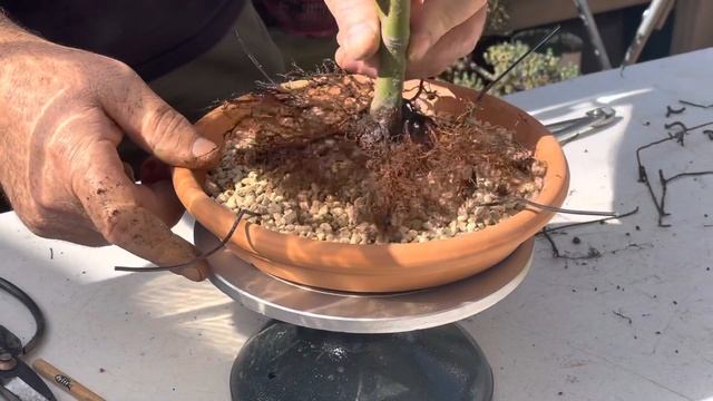 Transplante Acer Palmatum(Seiryu) смотреть онлайн