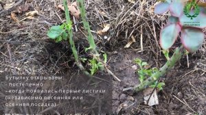 Когда снять бутылку при осенней посадке роз. Питомник ? и ? Е. Иващенко