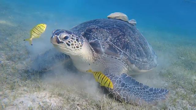 The Ocean 4K - Sea Animals for Relaxation, Beautiful Coral Reef Fish in Aquarium (4K Video Ultra HD смотреть онлайн