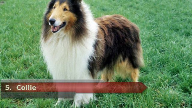 Top 10 Quiet Small Dog Breeds - Dogs 101 смотреть онлайн
