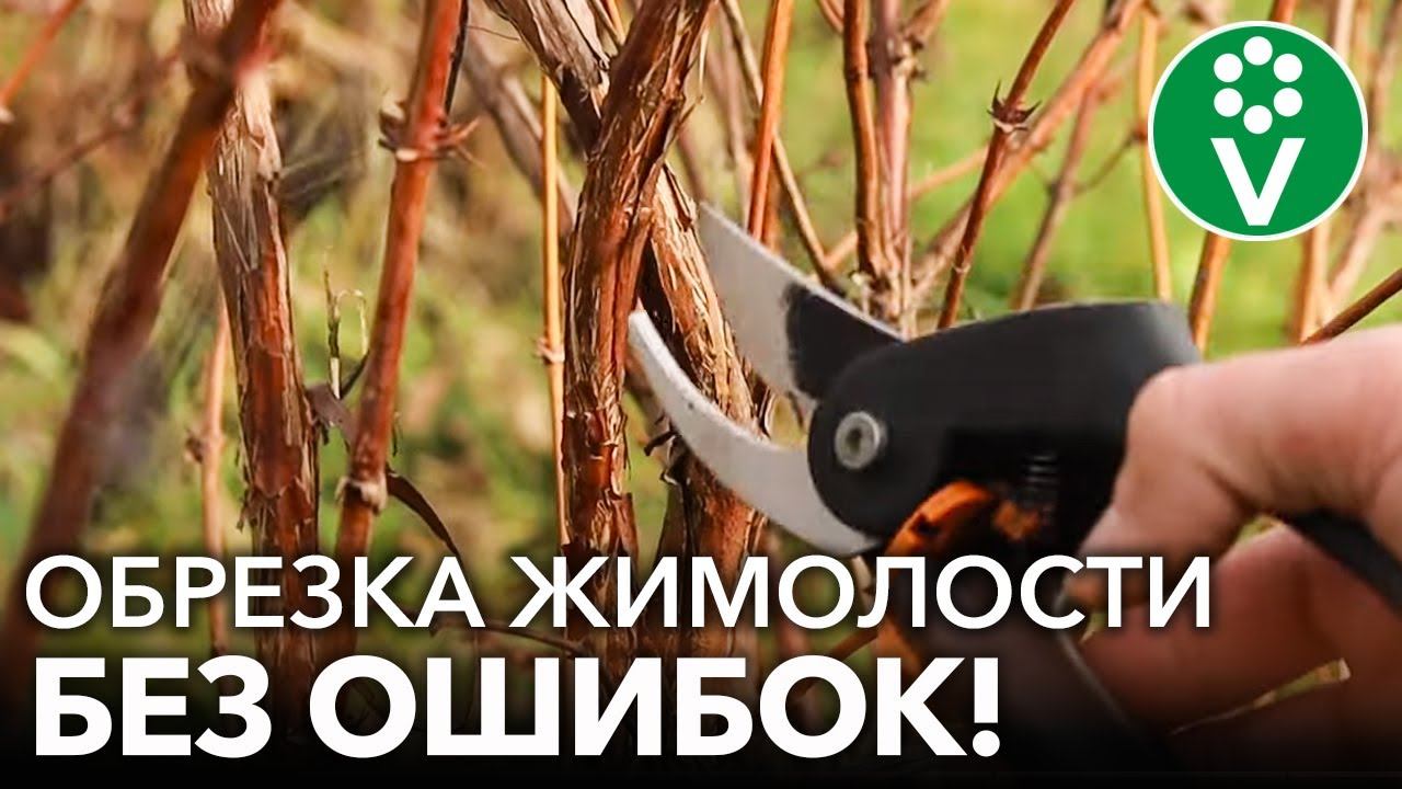 ПРАВИЛЬНАЯ ОБРЕЗКА ЖИМОЛОСТИ - ЗАЛОГ ОГРОМНОГО УРОЖАЯ! Обрезка, подкормка,обработка жимолости осенью
