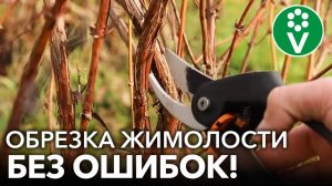 ПРАВИЛЬНАЯ ОБРЕЗКА ЖИМОЛОСТИ - ЗАЛОГ ОГРОМНОГО УРОЖАЯ! Обрезка, подкормка,обработка жимолости осенью